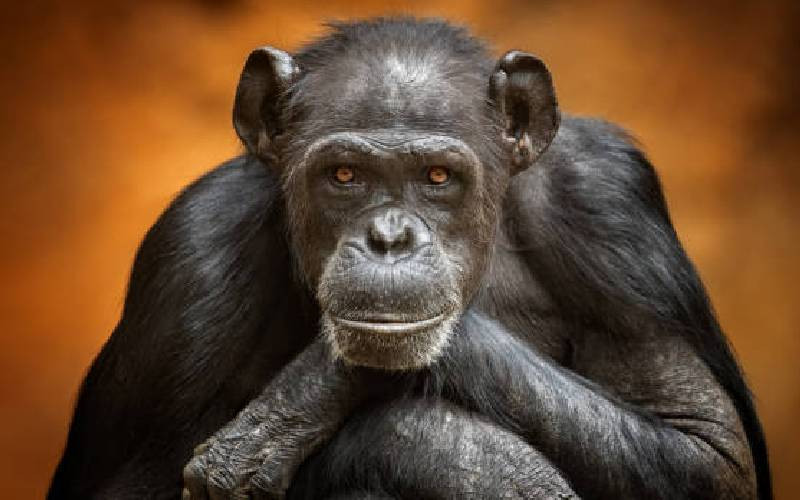 Malaria infection harms wild African apes
