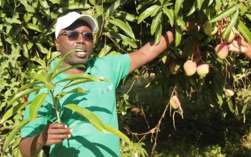 Grafted mangoes bring sweet relief to nomads
