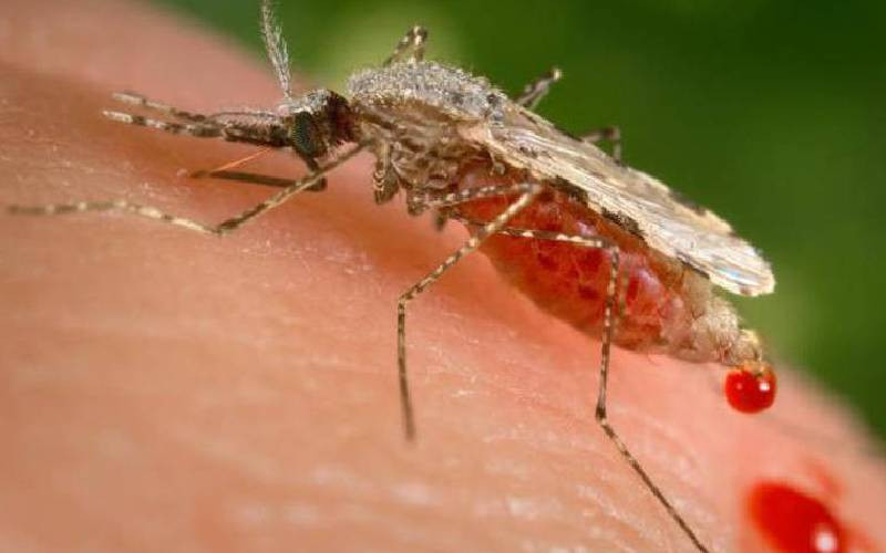 Fight against malaria faces fresh threat from new deadly mosquito species