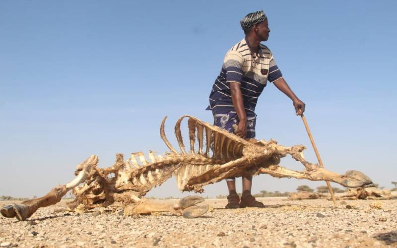 Rain eases drought- NDMA