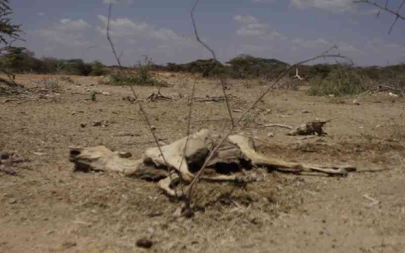 Worrying pattern that fuels country's droughts cycle