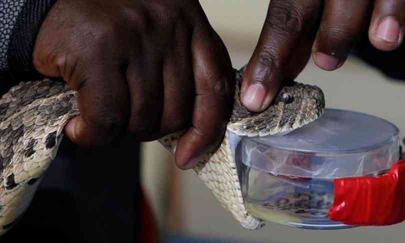 Snakebite tragedy exposes patients' struggle as Laikipia nurses strike intensifies