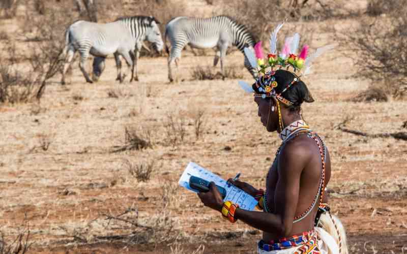 The last stripes: How northern Kenya is fighting to save world's rarest zebra