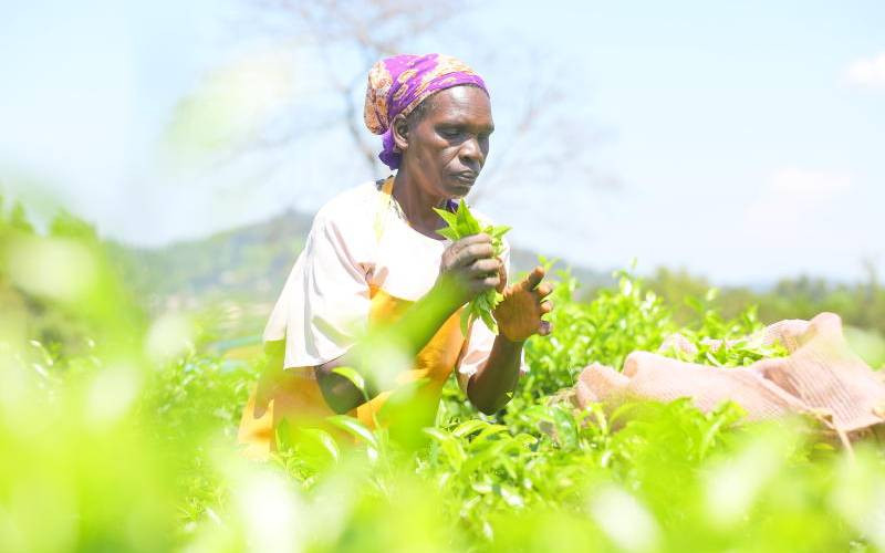 Harvest time for tea farmers as Momul factory declares Sh1.2b bonus