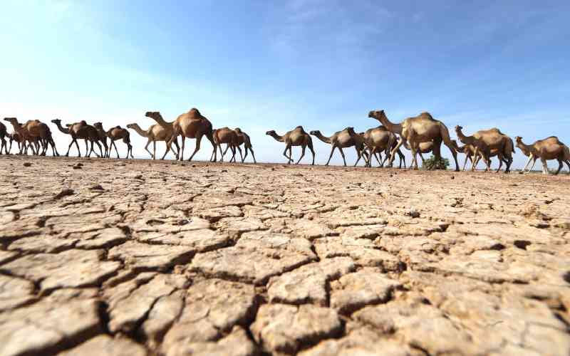 Issues Kenya and Africa should advocate for during COP29