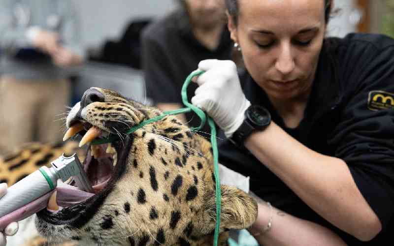 Artificial insemination raises hopes for world's rarest big cat