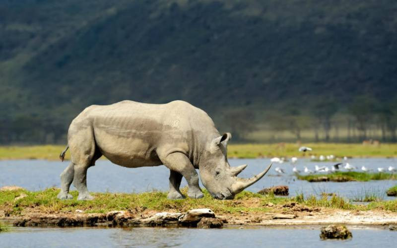 Elephants, Rhino population on the increase after years of poaching