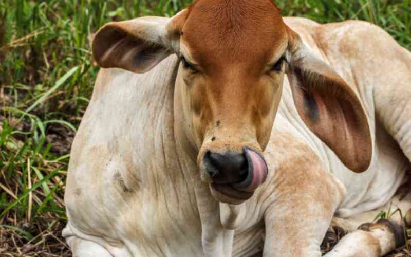Lameness in livestock: The causes, treatment and prevention