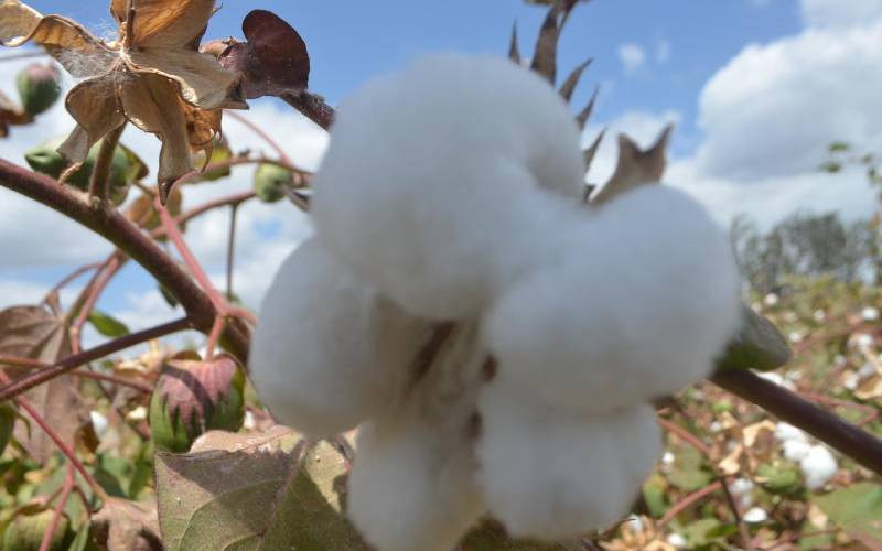 Government, private sector to introduce BT cotton in Lamu