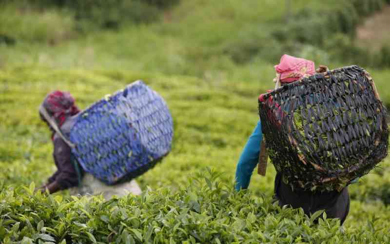 Tea sector bosses face lifestyle audit as MPs move to restore sanity