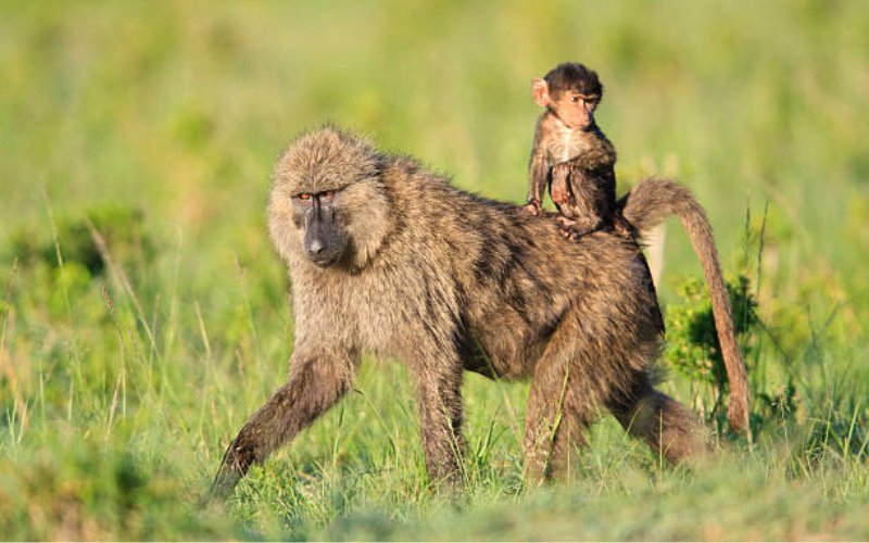 Kisumu villagers 'arrest' baboons, monkeys as human-wildlife conflict escalates
