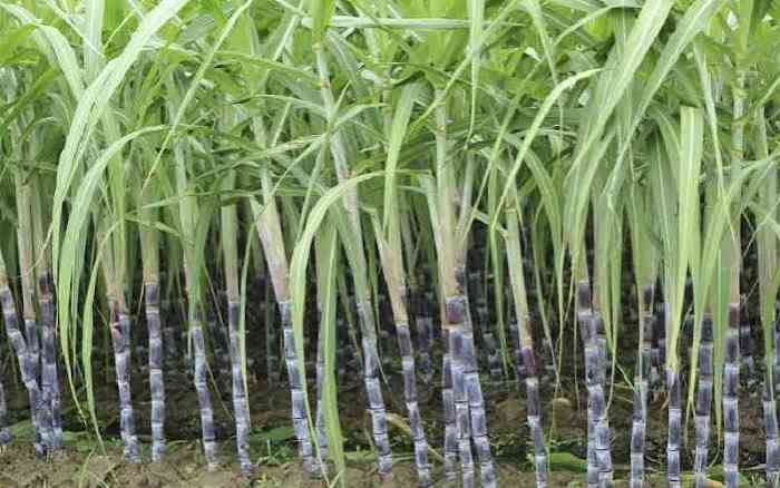 State backs Kwale cane venture revival