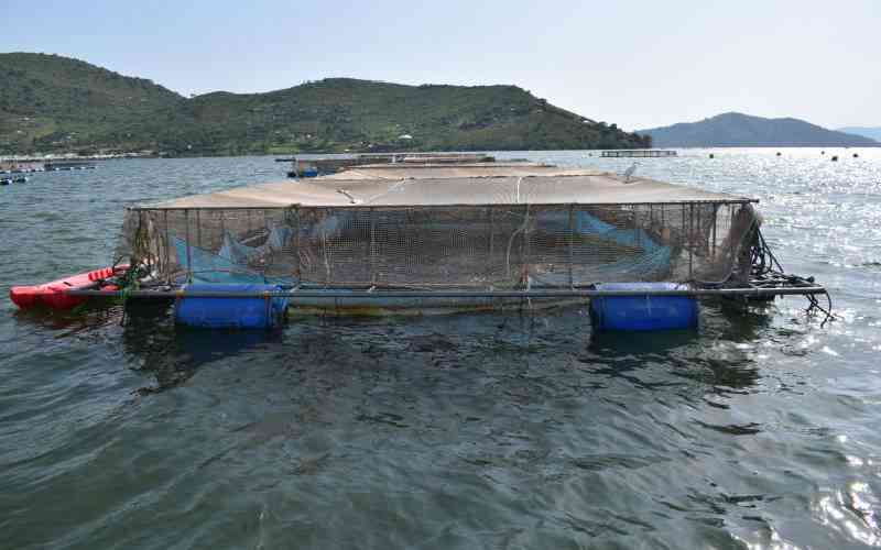 Kisumu county rolls out Sh36 million cage fish project