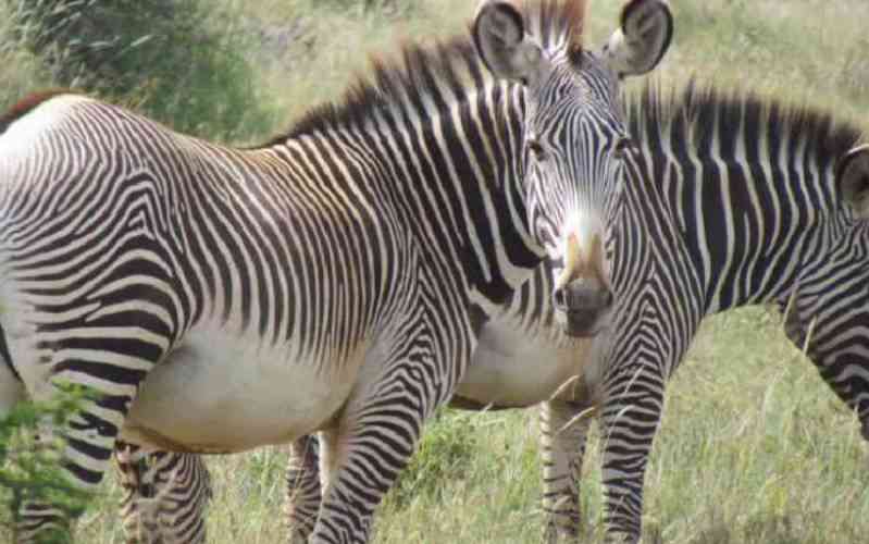 KWS warns against bushmeat after zebra meat seized in Nairobi