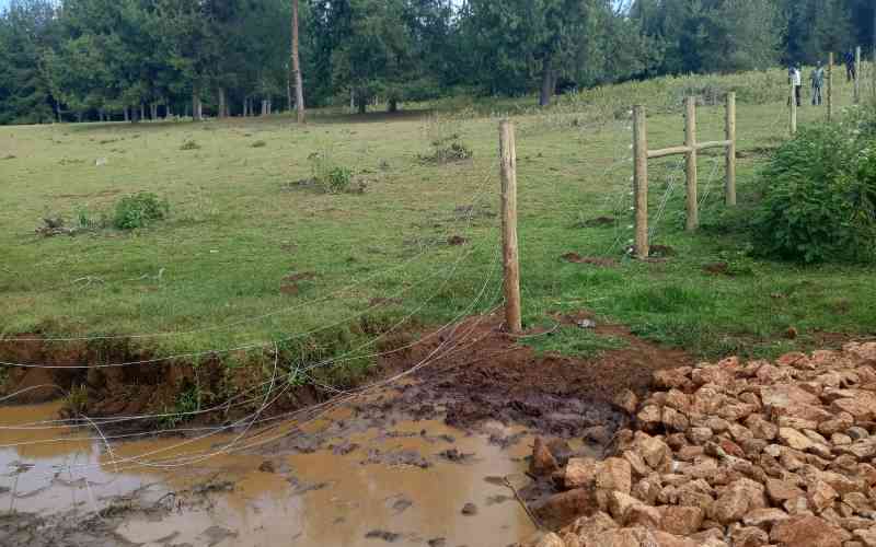 Kaptagat forest restoration marks 10 years with nearly 3,000 hectares restored