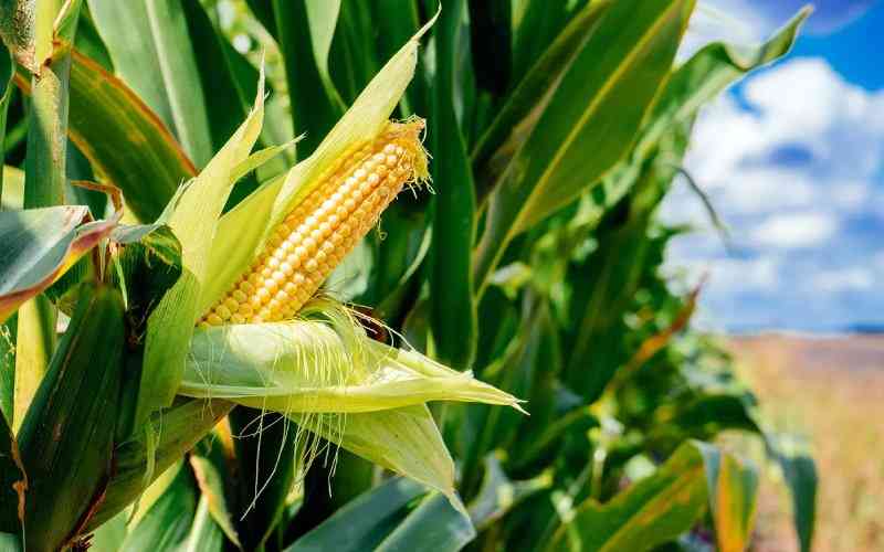 Government lifts ban on GMO, Okays cultivation and importation