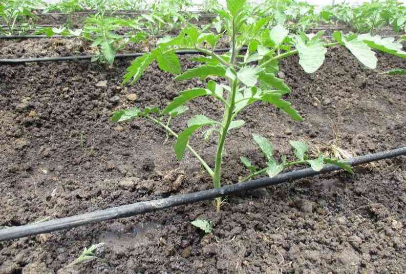Coordinated investment in irrigation is key to Kenya's future