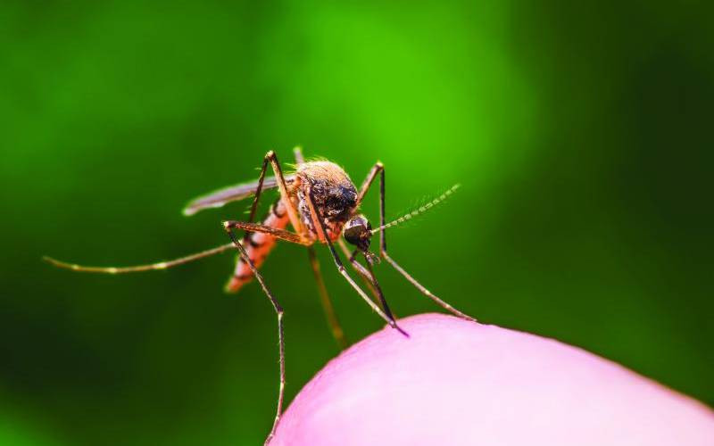Kenya must adopt holistic approach to combat malaria