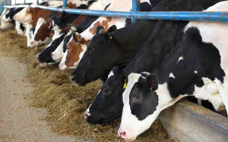 Why feed additives matter for livestock