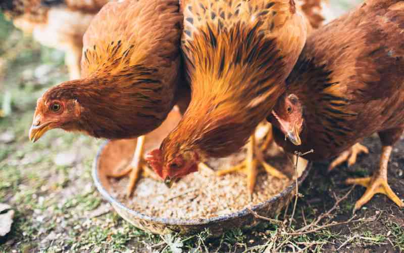 How worm infestation could cost your poultry farming