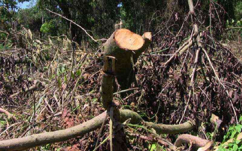 Duathlon champion to run from Watamu to Busia in bid to save trees