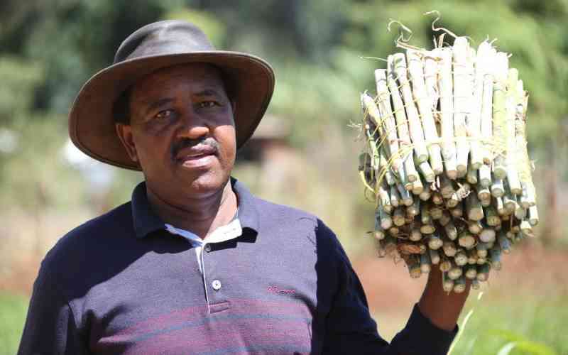 Fodder farming: The new frontier in agri real estate