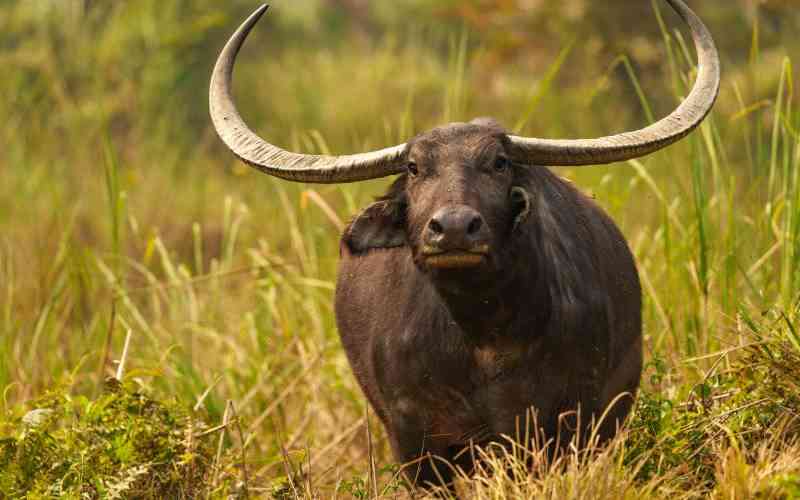 Wildlife experts question Kagwe's directive on water buffalo meat