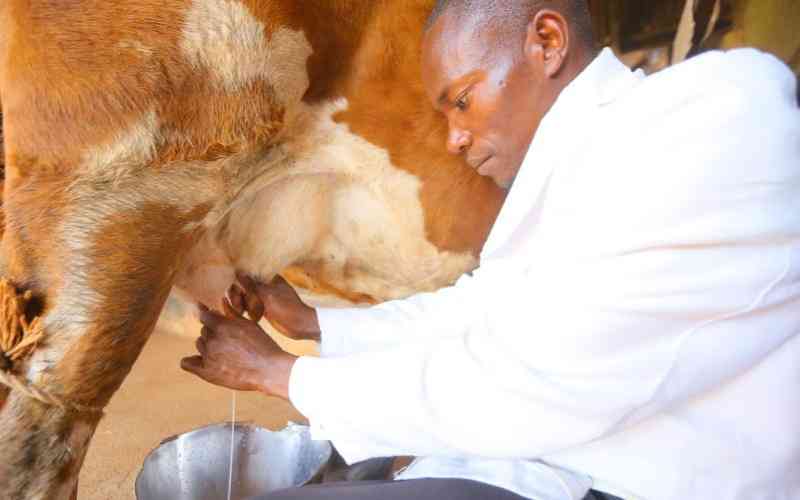 Mastitis: How to prevent Disease that cuts milk production