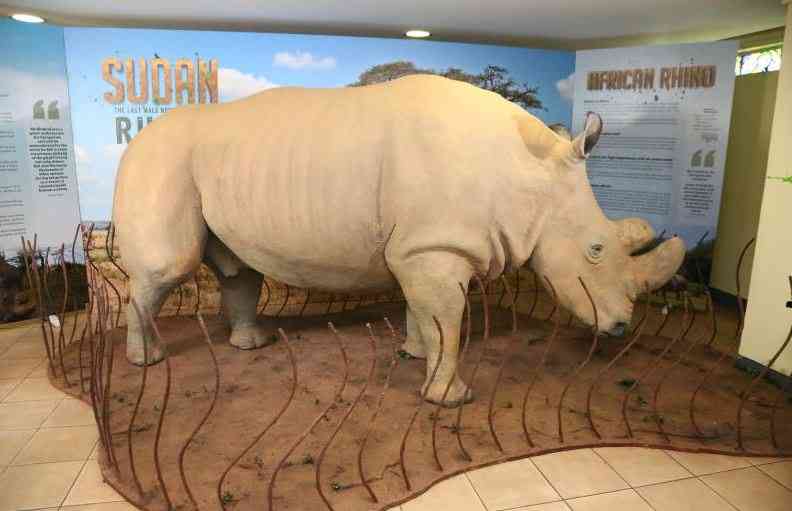KWS embarks on final push to save Northern White Rhinos through IVF