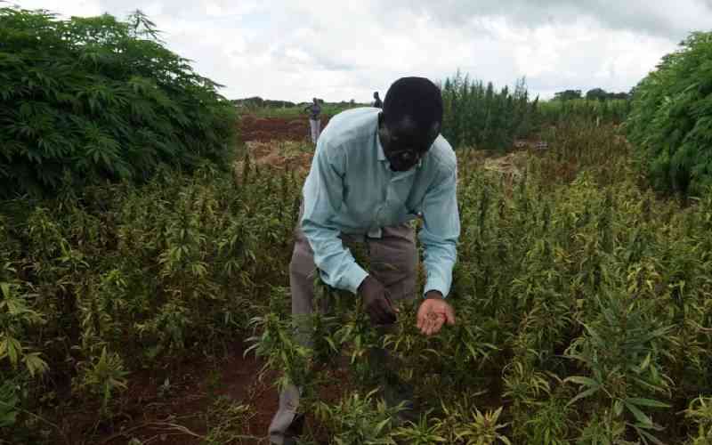 Malawi parliament to debate cannabis farming