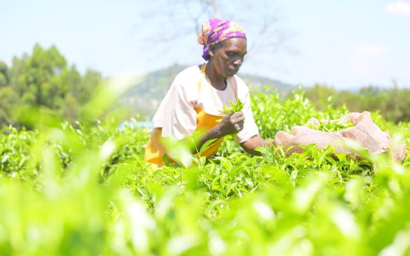 Small-scale tea farmers rejoice at Yatani budget