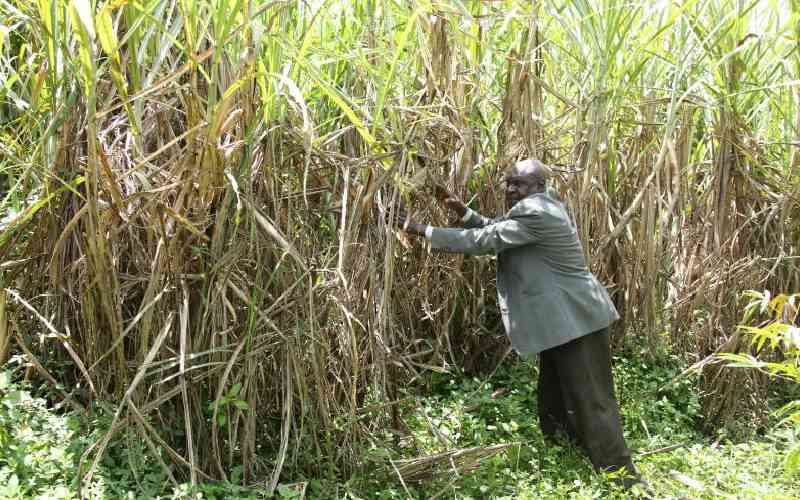 Sugarcane farmers welcome Ruto...