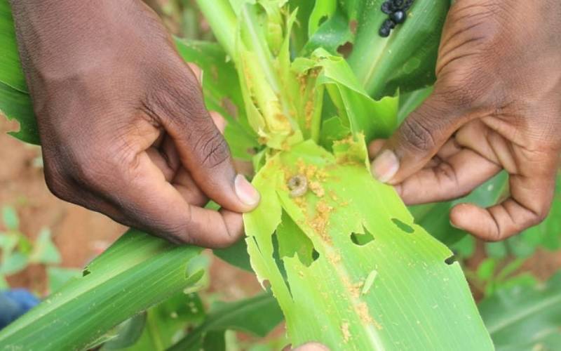 Armyworm invasion wreaks havoc in 33 counties