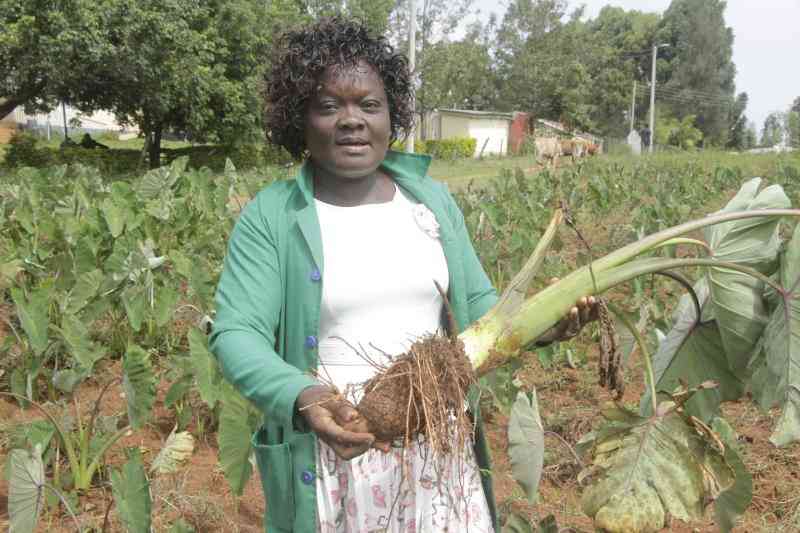 From kitchen garden to farm, woman practices climate smart farming on taro