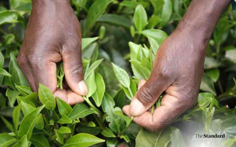 Girls in Nandi struggle to survive early marriages, motherhood