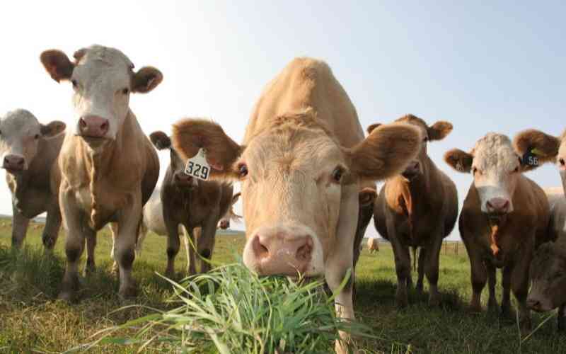 Eight measures to keep your farm disease-free