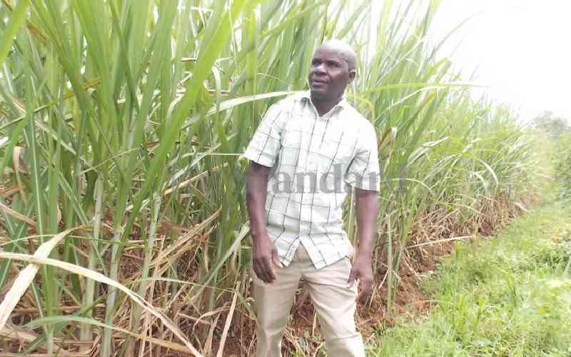 Farmers and millers in talks to resolve sugarcane price dispute