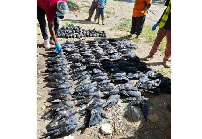 At least 96,000 Indian crows killed in campaigns to eradicate them