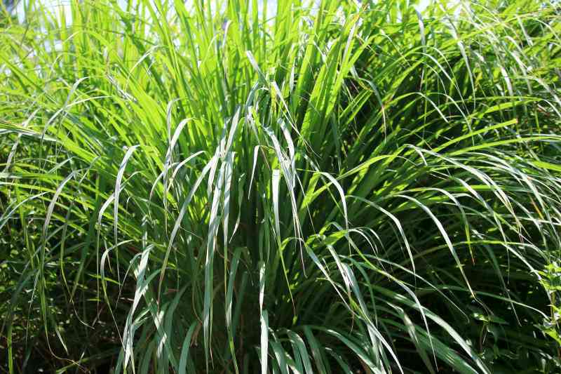Growing lemongrass that helps manage stress