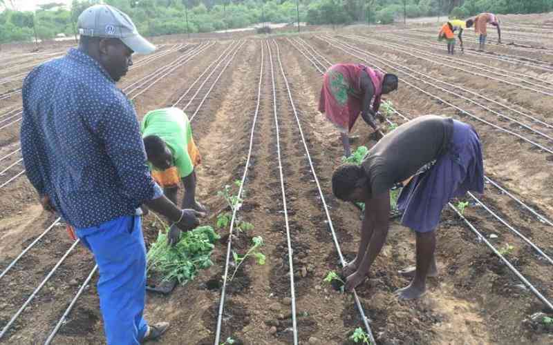 Sh168m irrigation projects boost for Kirinyaga farmers