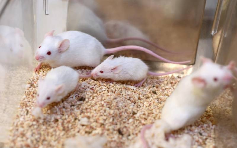 Chinese scientists develop non-invasive method for brain imaging in mice