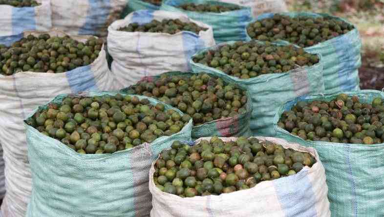 Macadamia industry recovers following ban on raw exports