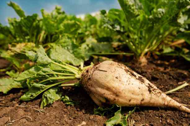 Sugar beet: the crop taking market by storm