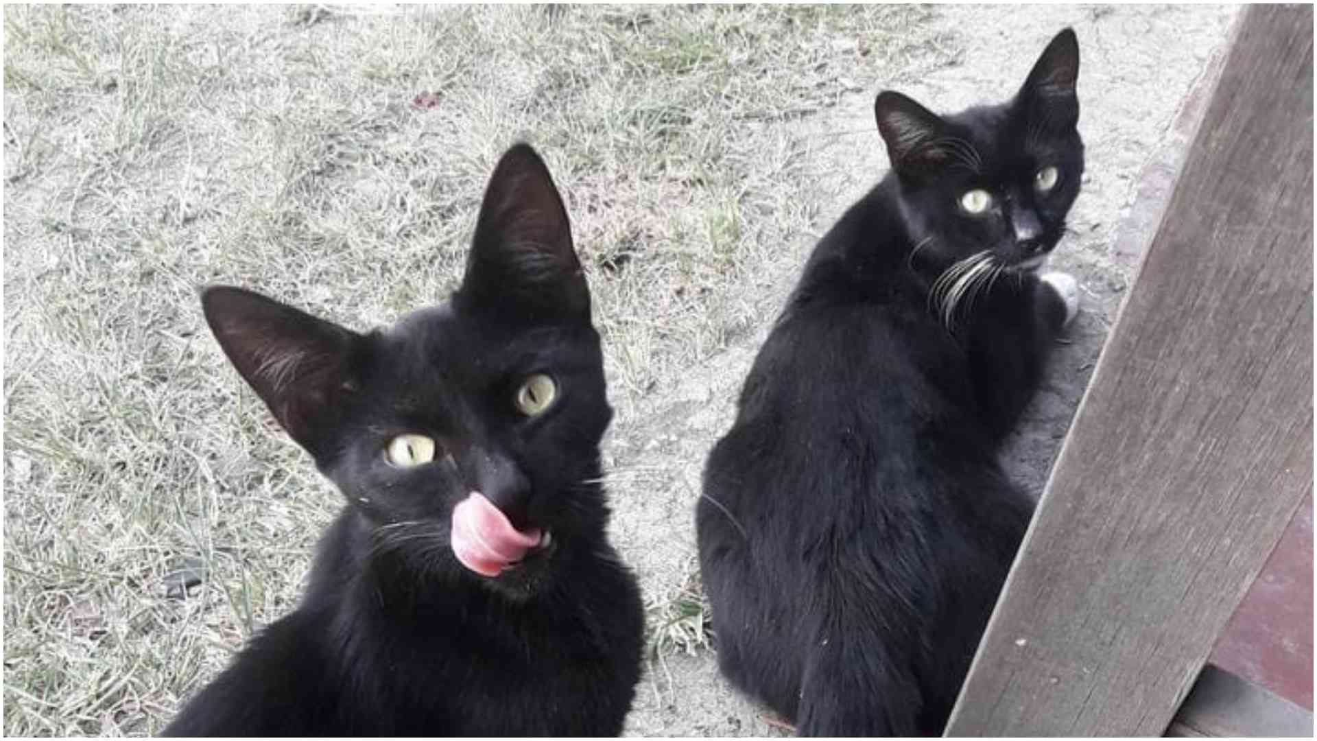 Cat nabbed attempting to sneak illicit substances into prison