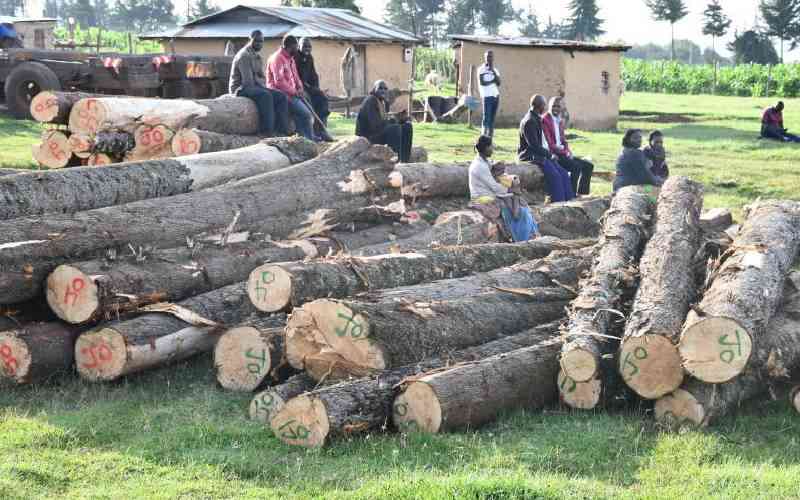 Alarm as logging ban lifted in Mau Forest