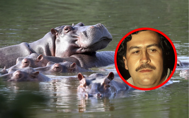 Indian billionaire Anant Ambani offers home to Pablo Escobar's 'Cocaine hippos'