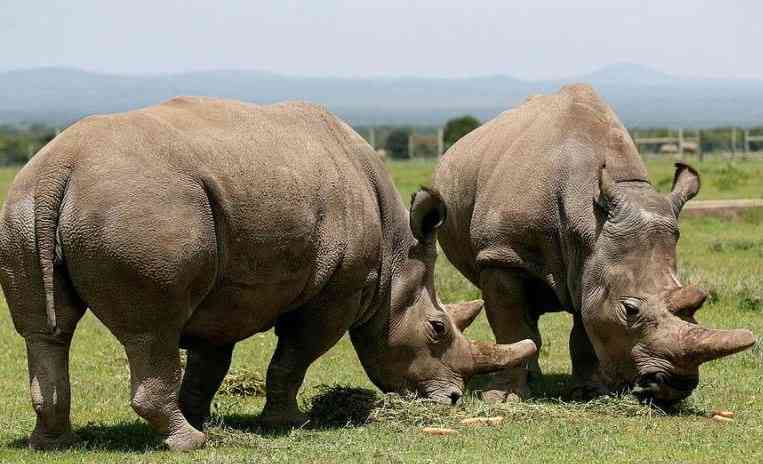 Remarkable stories of Kenya's celebrity animals