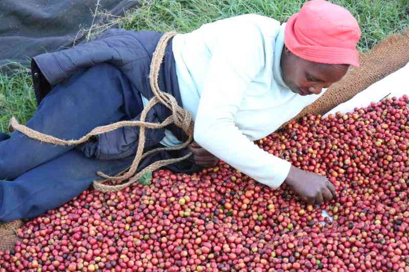 Reviving Nairobi Coffee Exchange: Does The current Surge in Auction Volumes Signal Sector Recovery?