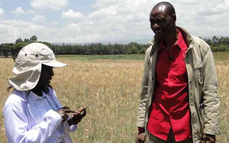 Wheat and chaff: Kenya's wheat problem goes beyond food