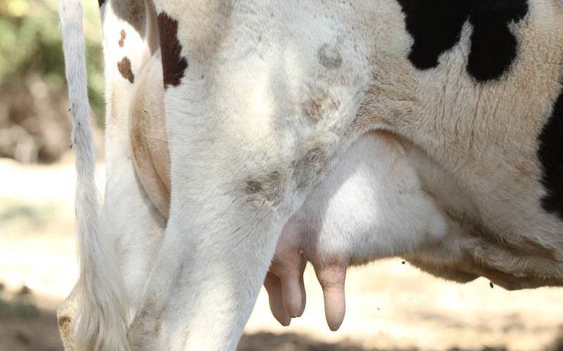 Revamped Meru animal feed plant cuts farmers' costs
